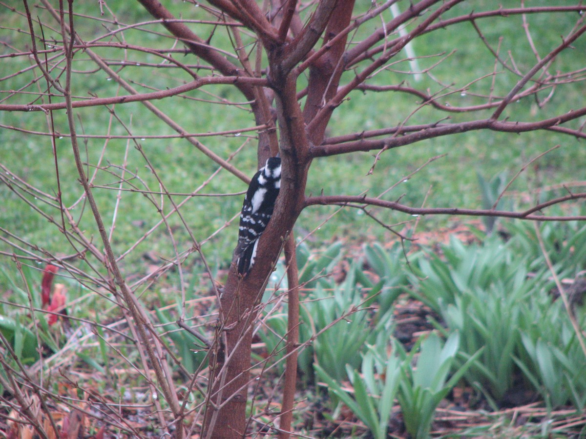 Downy Woodpecker (Eastern) - ML327107501