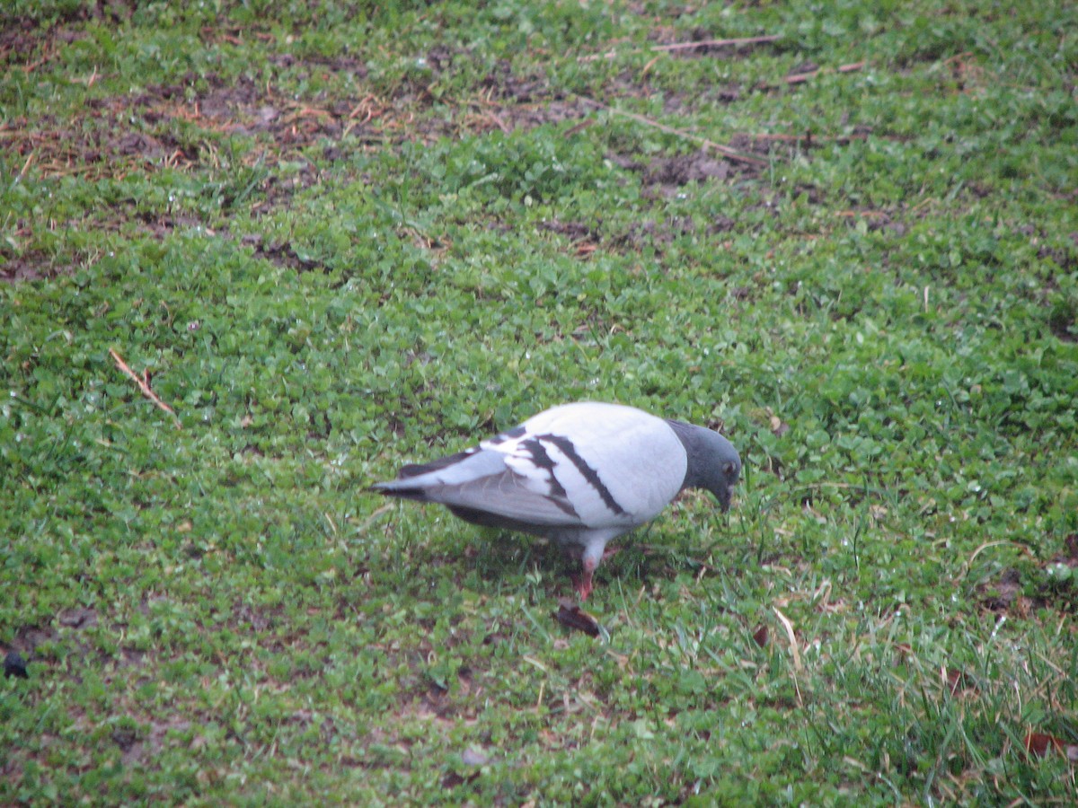 Rock Pigeon (Feral Pigeon) - ML327108141