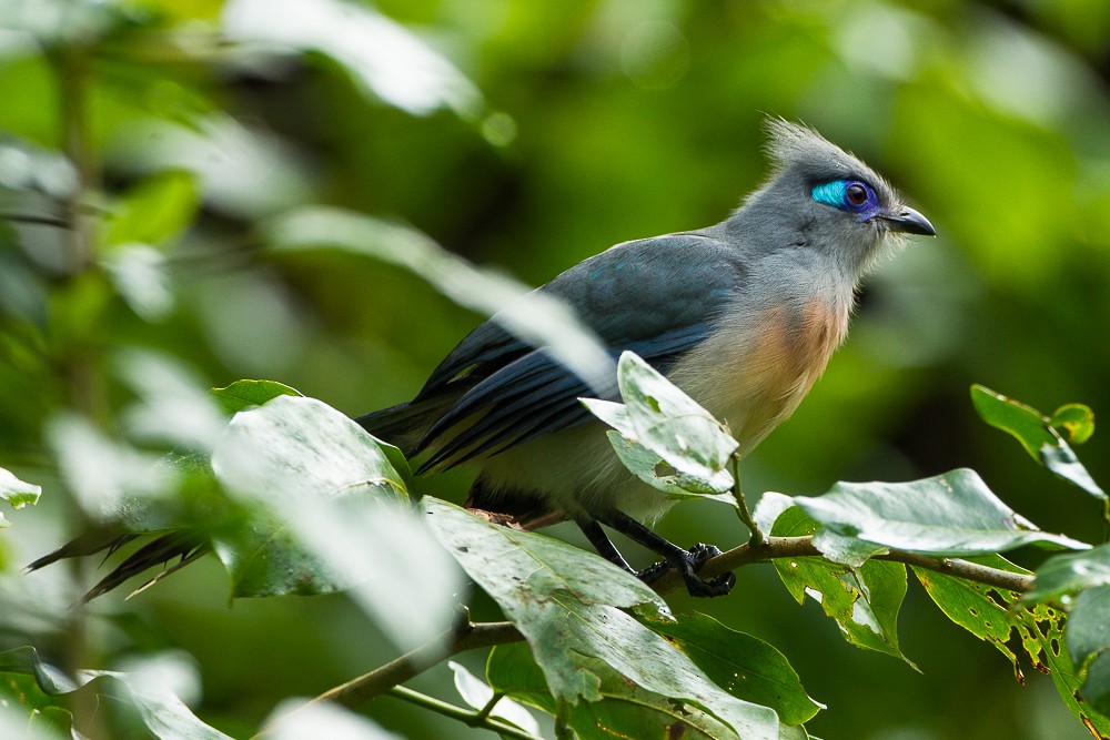 Crested Coua - ML327113831
