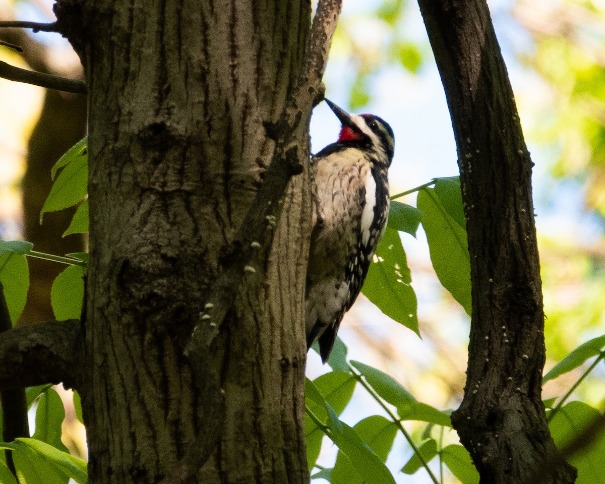 Yellow-bellied Sapsucker - Dixie Sommers