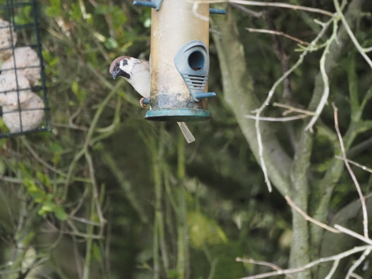 Eurasian Tree Sparrow - ML327115791