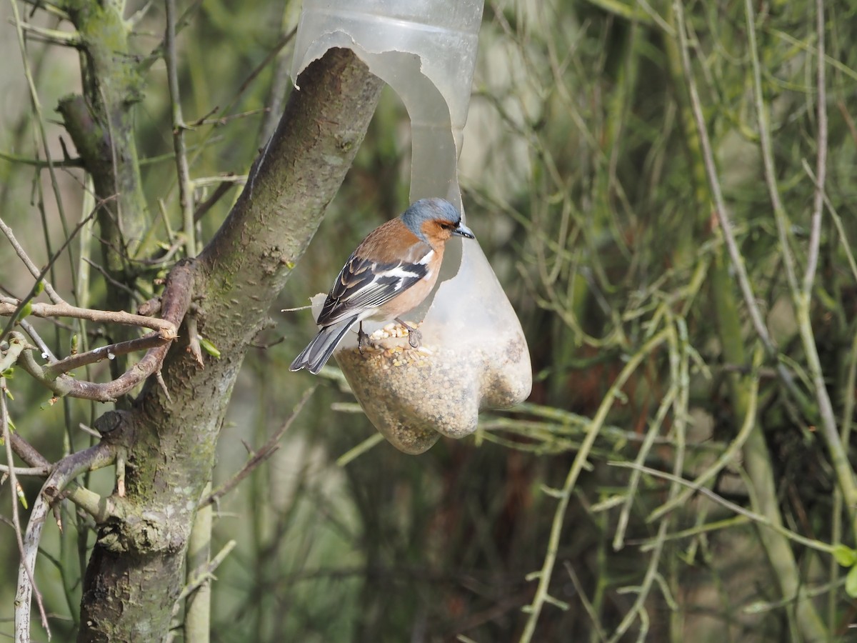 Common Chaffinch - Anonymous