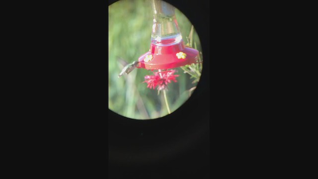 Calliope Hummingbird - ML327123481