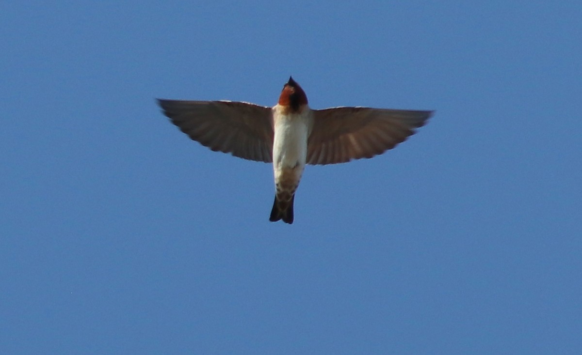 Cliff Swallow - Gary Leavens