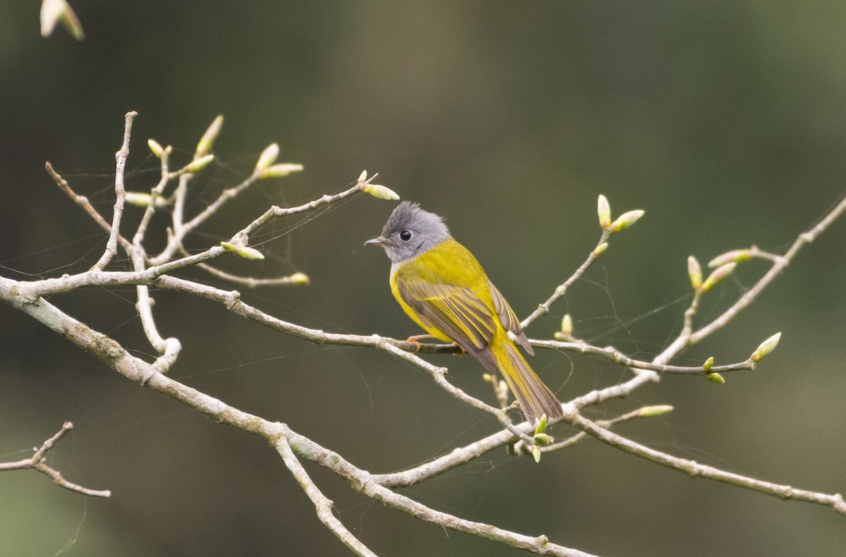 Gray-headed Canary-Flycatcher - ML327130251