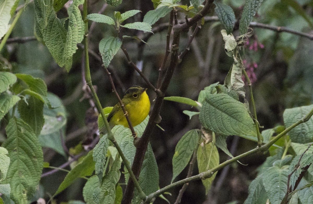 Green-crowned Warbler - ML327130451