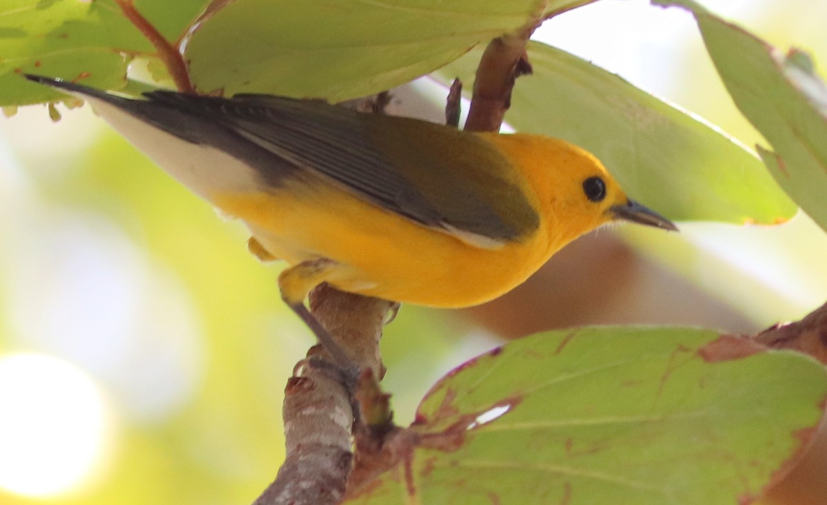 Prothonotary Warbler - ML327132221
