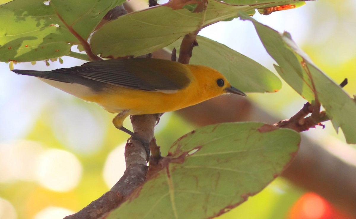 Prothonotary Warbler - ML327132261