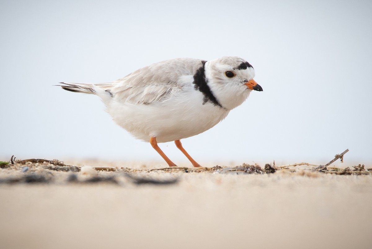 Piping Plover - ML327133221