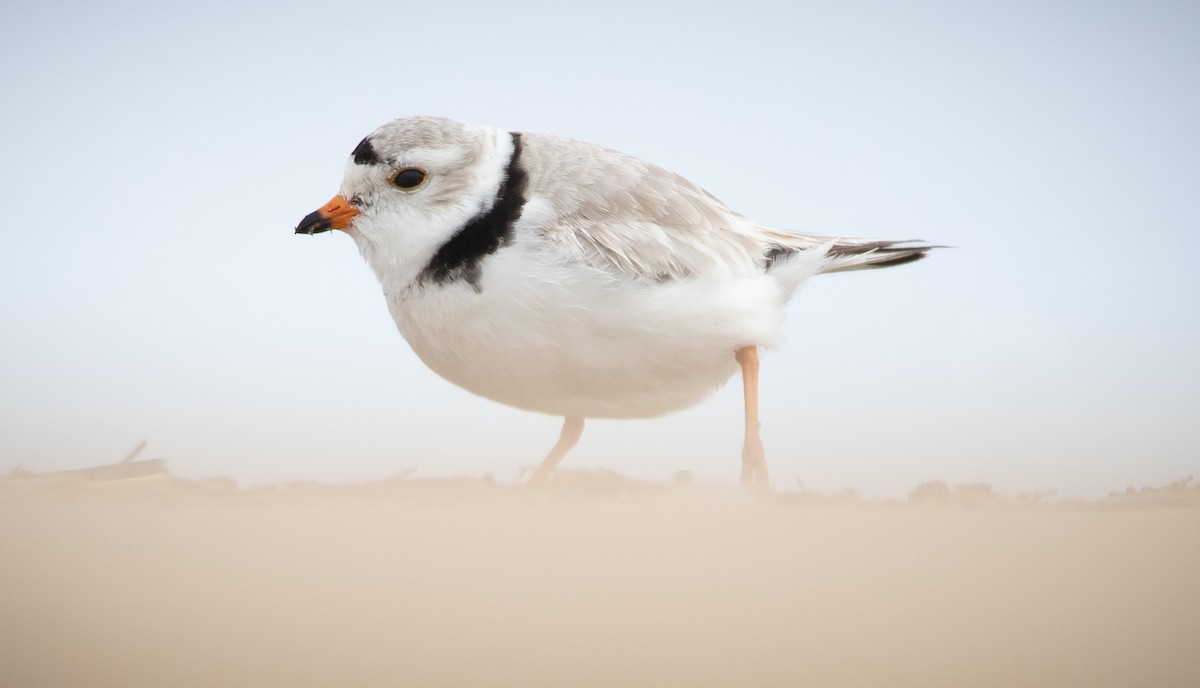 Piping Plover - ML327133241