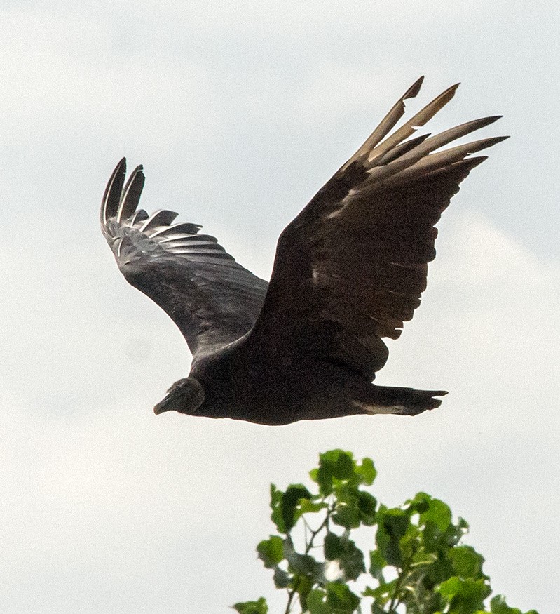 Black Vulture - Willie D'Anna