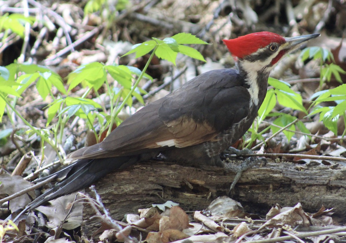 Pileated Woodpecker - ML327136631