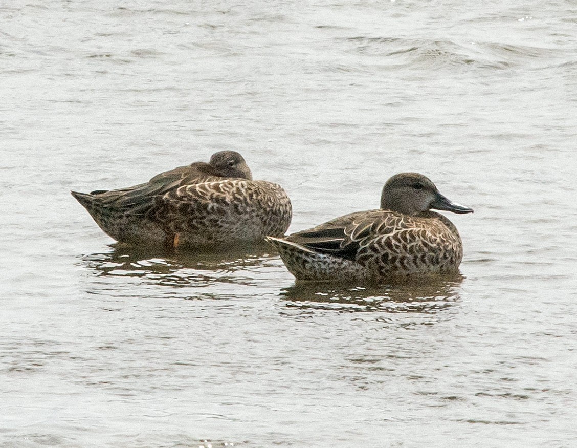 Blue-winged Teal - ML32714601