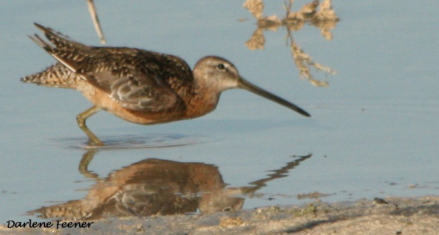 Long-billed Dowitcher - ML32714701