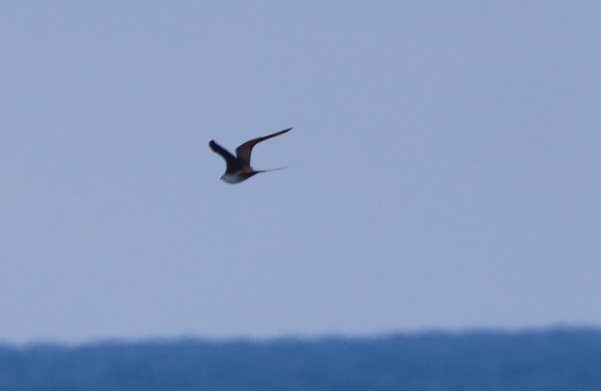 Long-tailed Jaeger - ML327147131