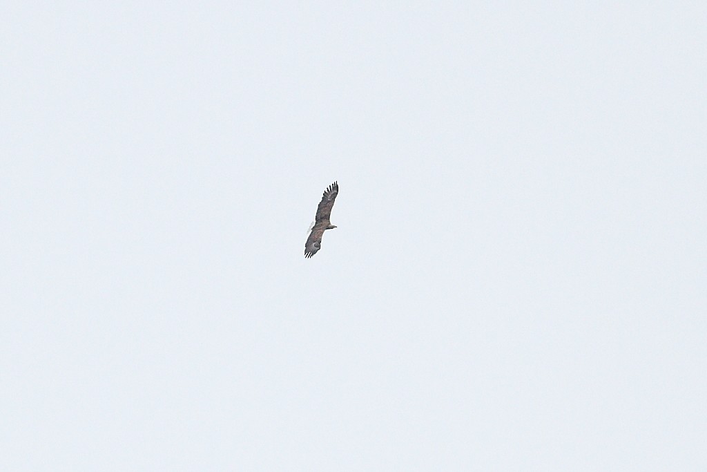 White-tailed Eagle - ML327157021