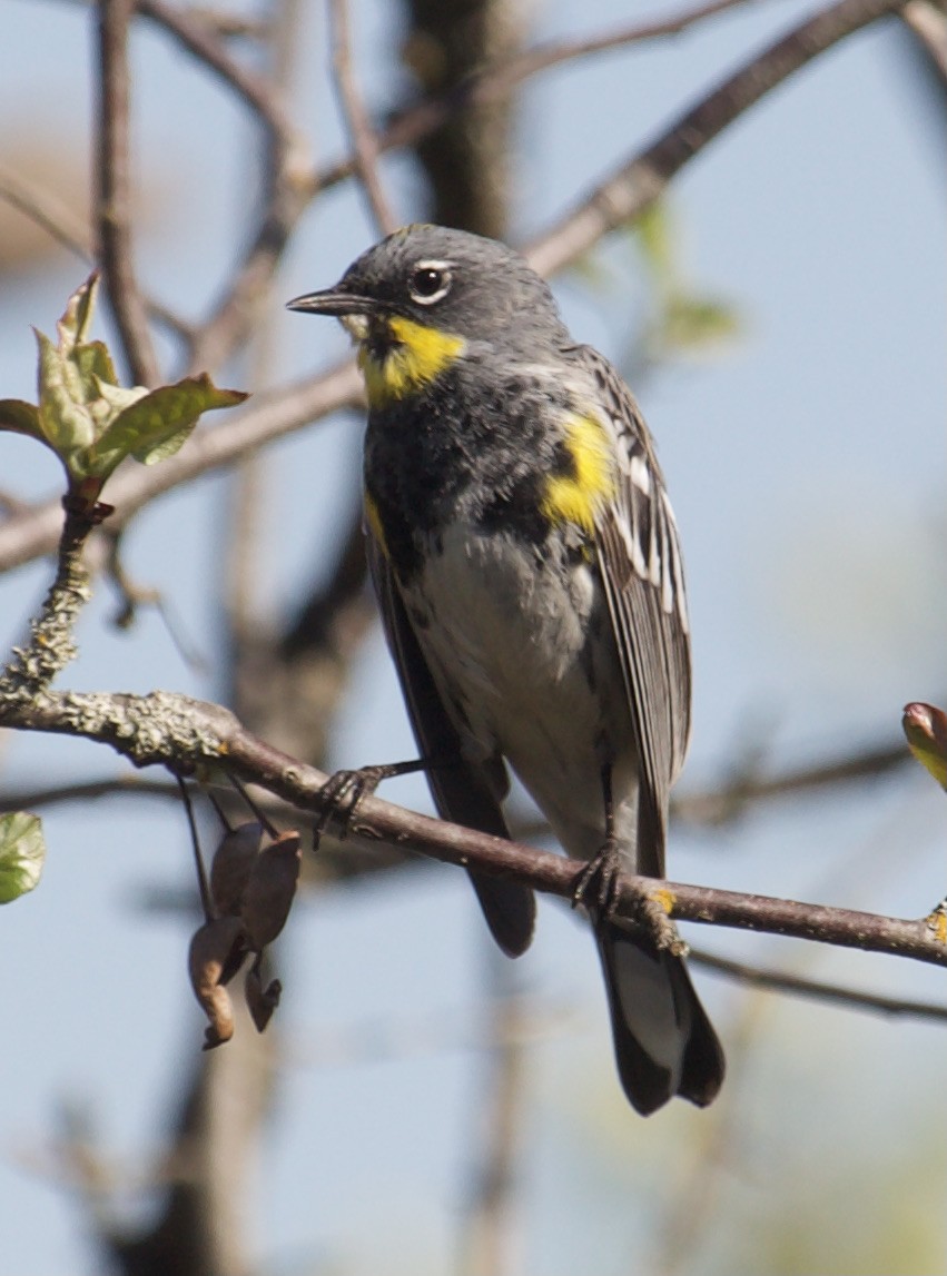 Yellow-rumped Warbler (Audubon's) - David Brawner