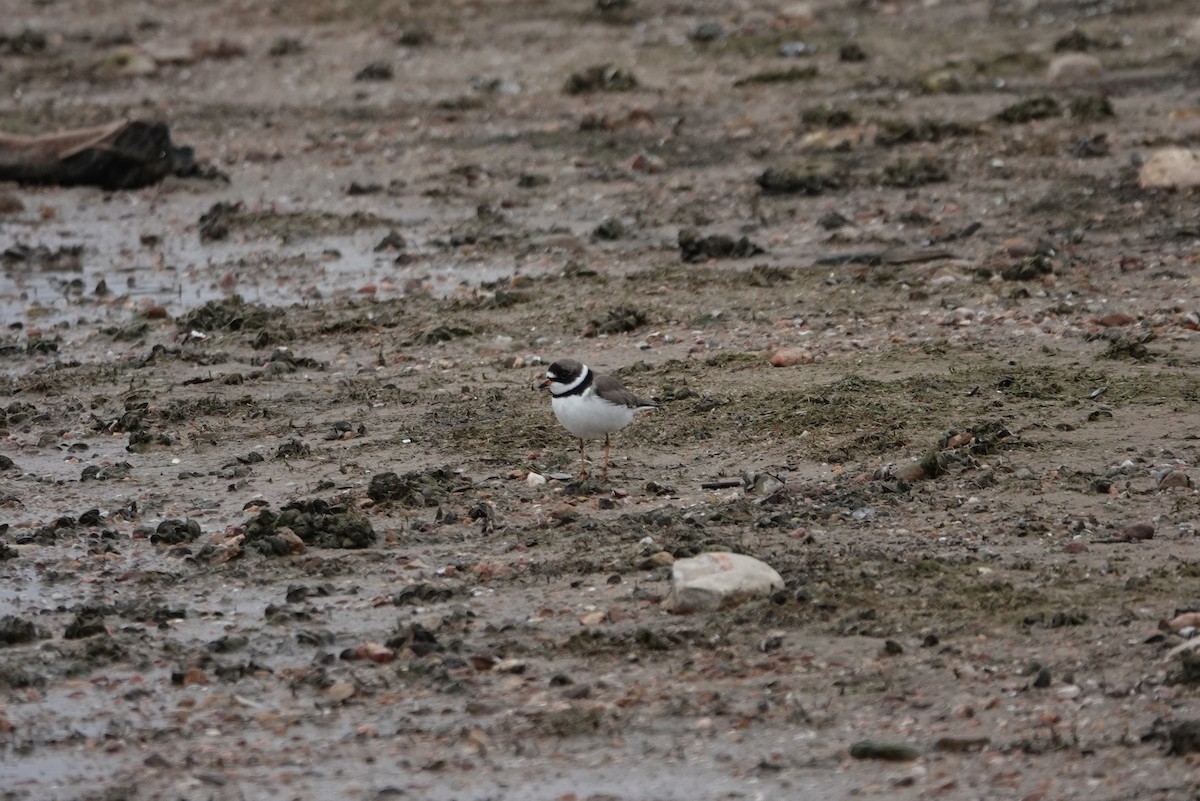 Semipalmated Plover - ML327162241