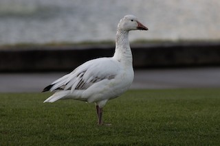 Snow Goose, ML327169041