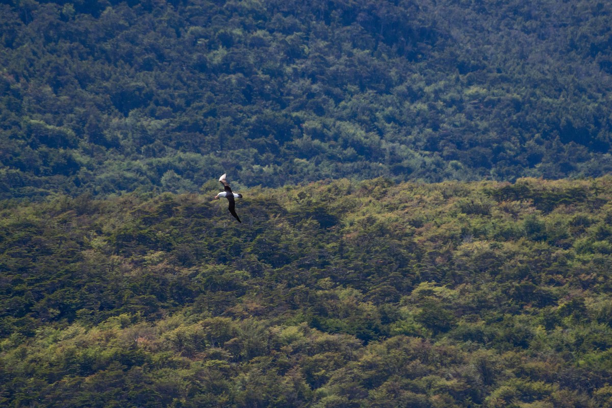 Black-browed Albatross - Fernando  Leiva