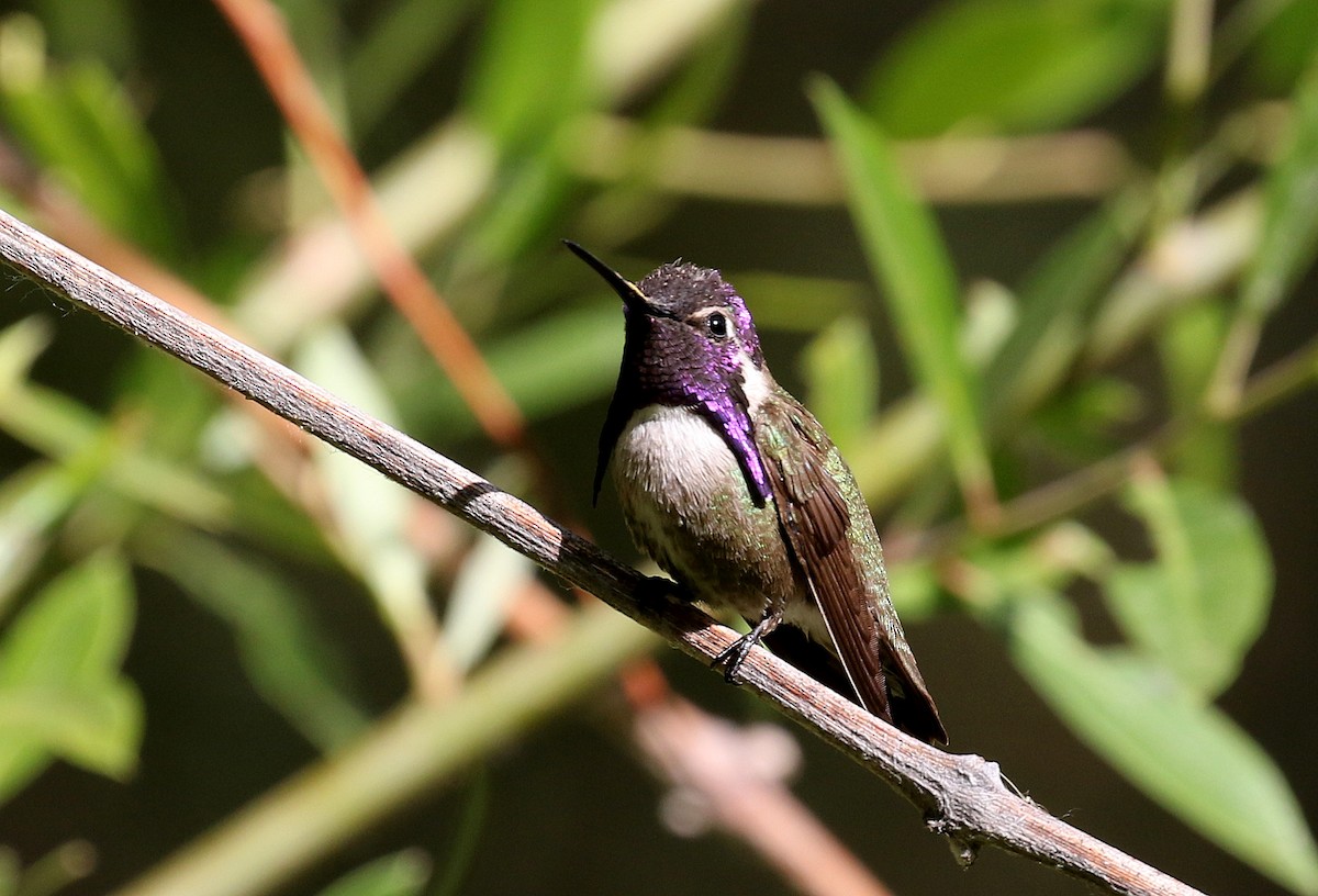 Costa's Hummingbird - ML327173581