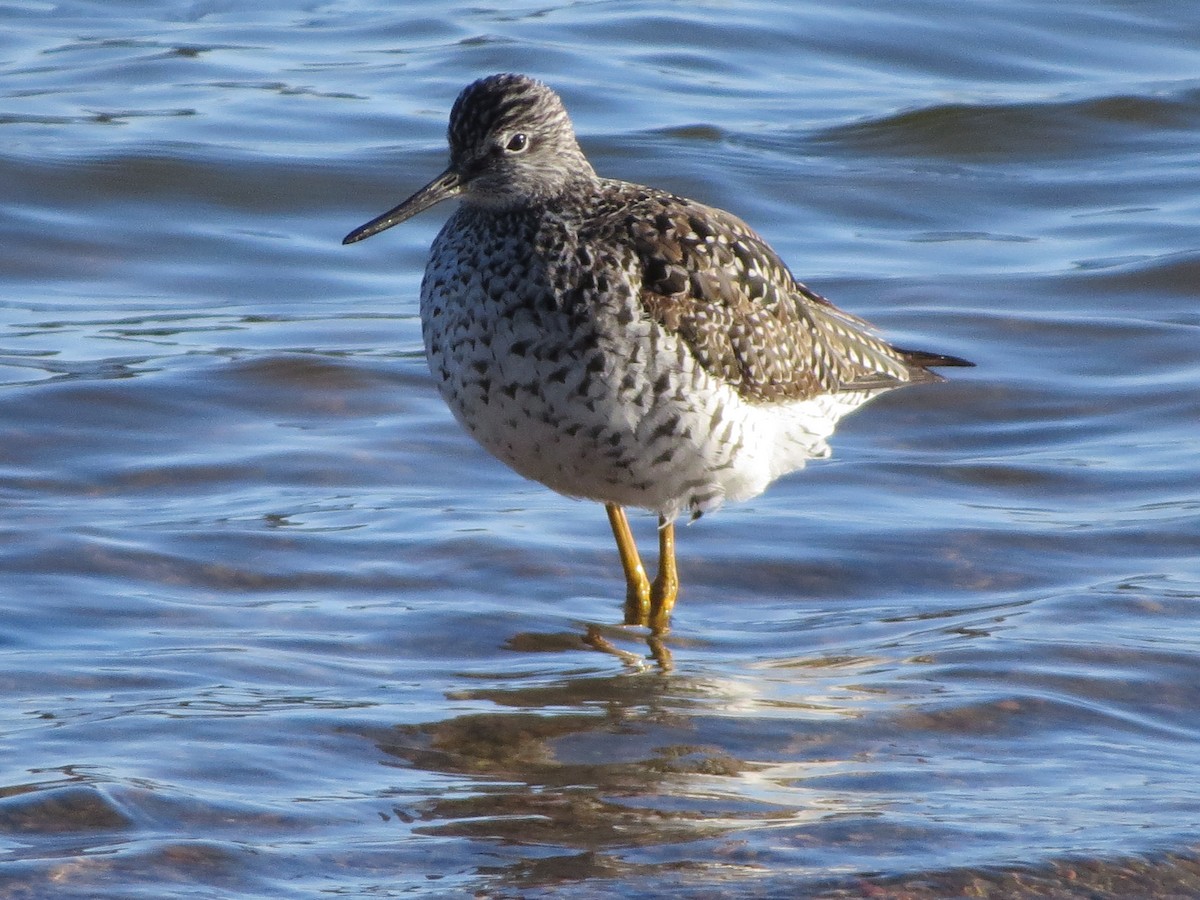 Greater Yellowlegs - Mark Gorges