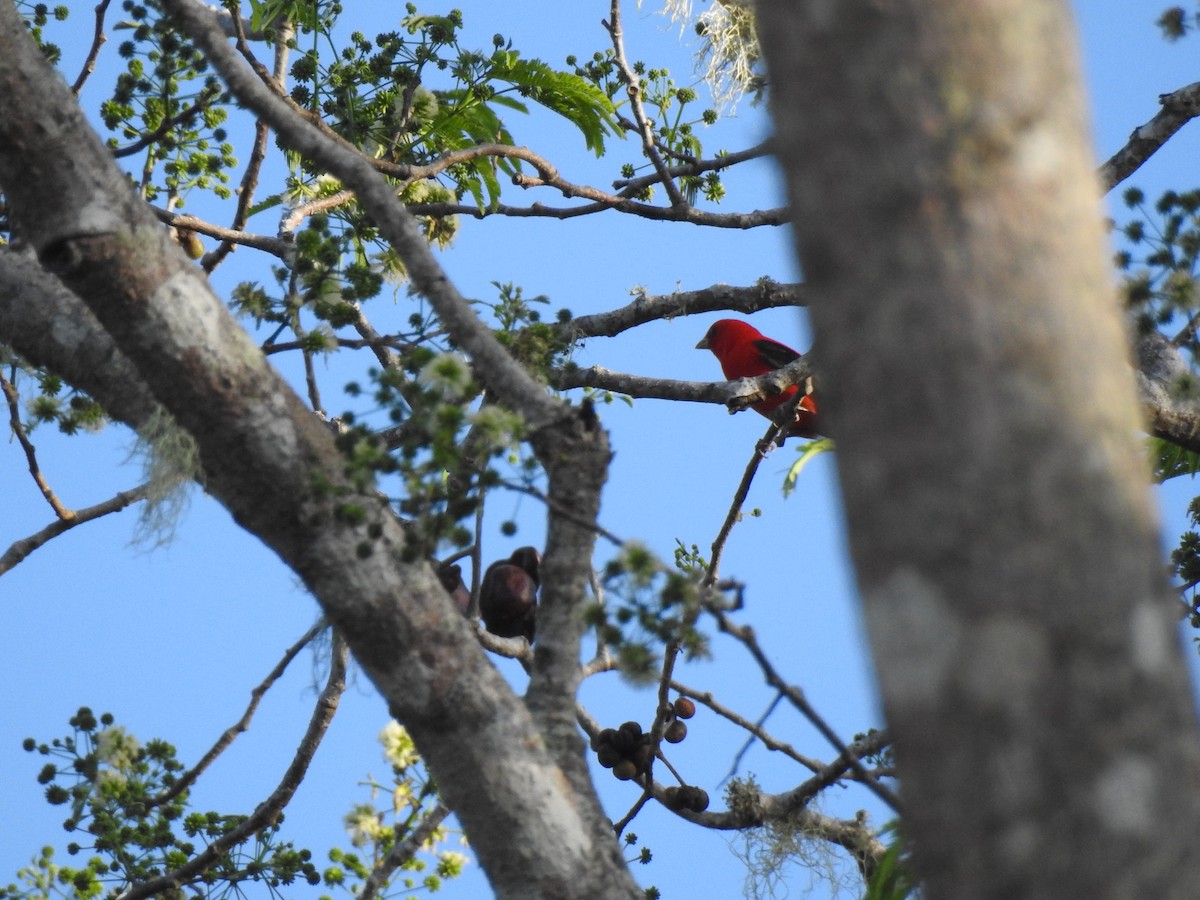 Scarlet Tanager - ML327174251