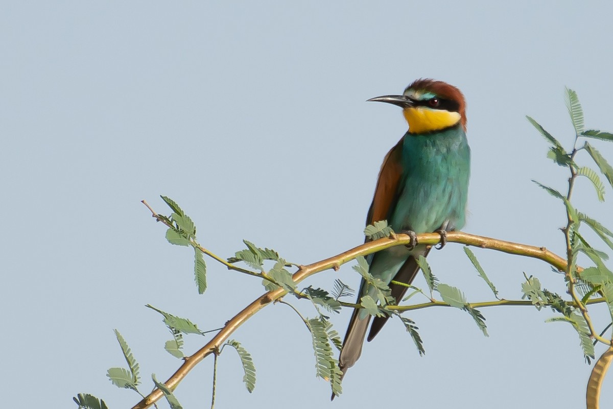 European Bee-eater - ML327175151