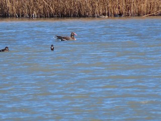 Greater White-fronted Goose, ML327175931