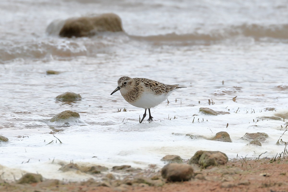 Semipalmated Sandpiper - Lawrence Haller