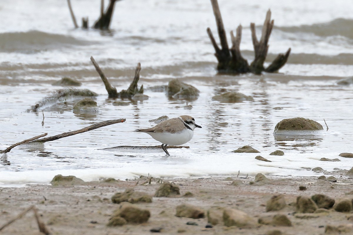 Snowy Plover - Lawrence Haller