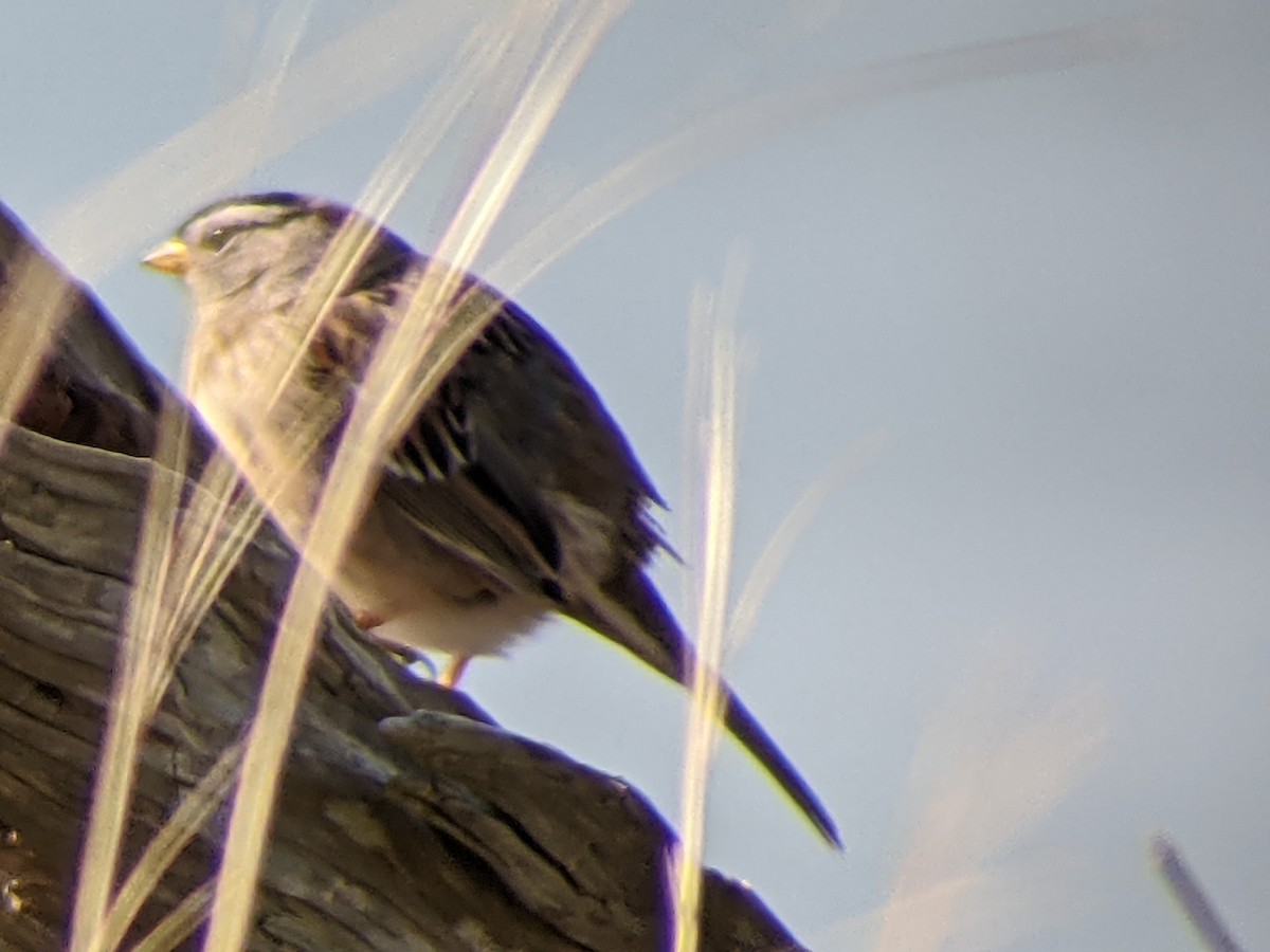 White-crowned Sparrow - Mark Holland