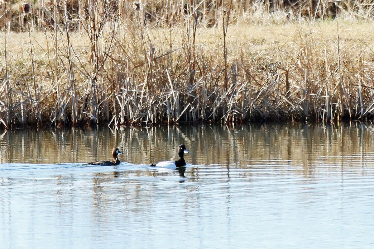Greater Scaup - ML327183861