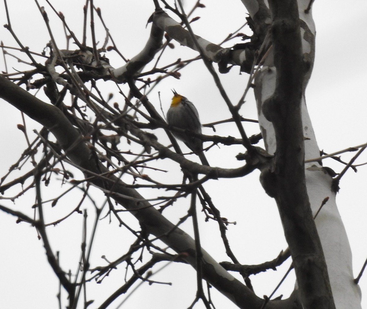 Yellow-throated Warbler - ML327186491