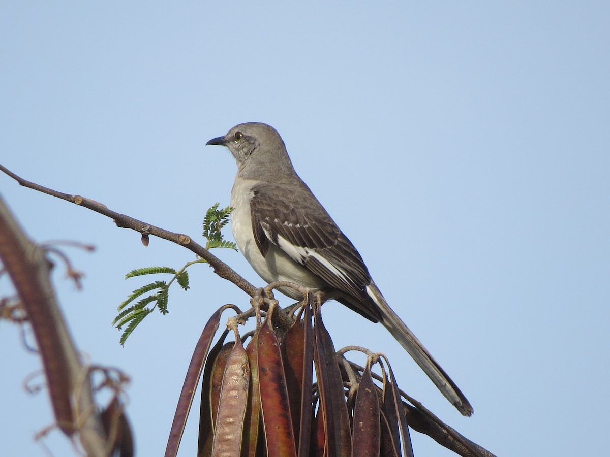 Northern Mockingbird - Francisco Emilio Roldan Velasco Tuxtla Birding Club - Chiapas