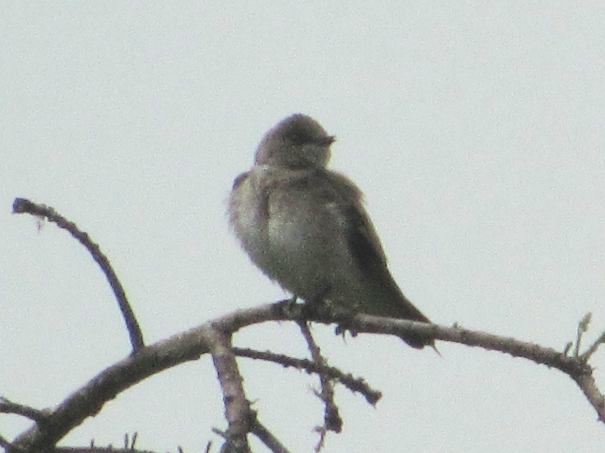 Northern Rough-winged Swallow - ML327194451