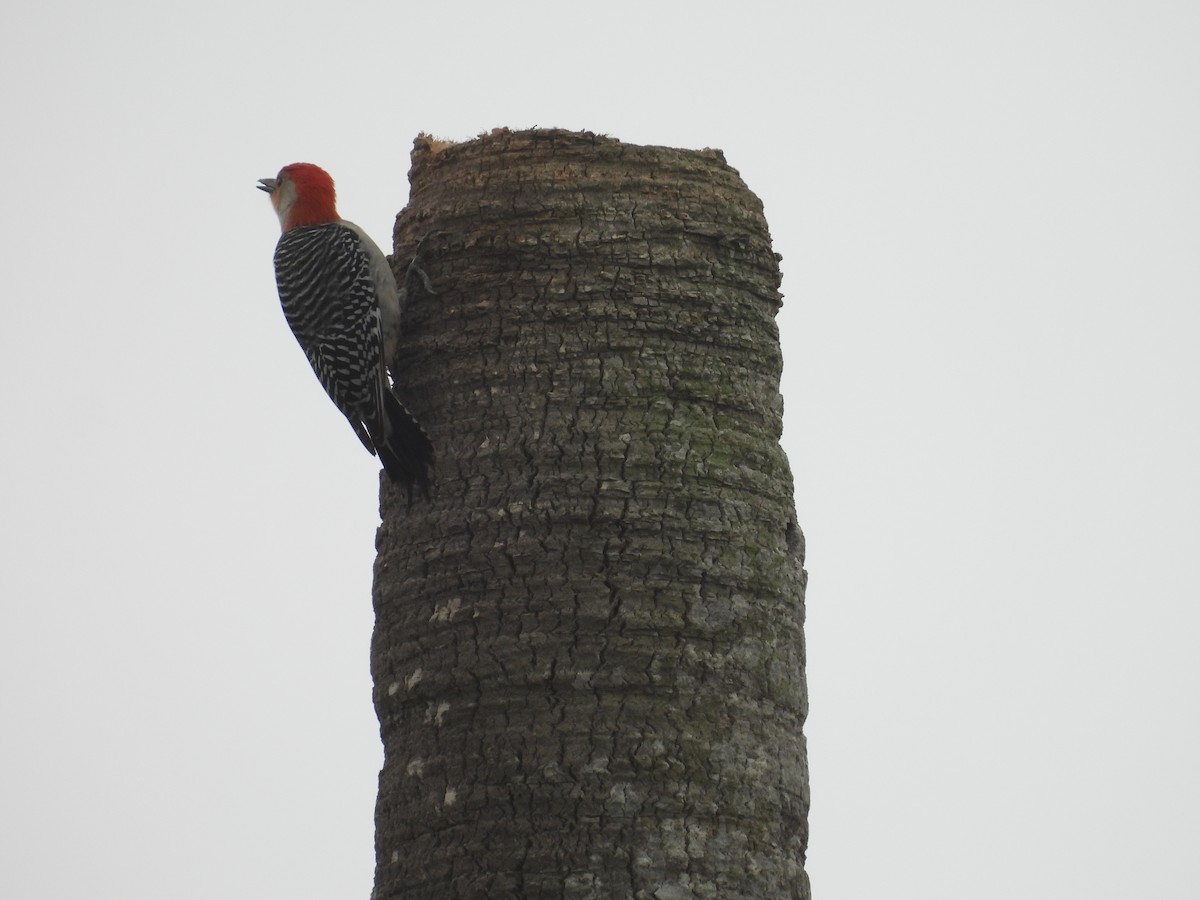 Red-bellied Woodpecker - ML327195821