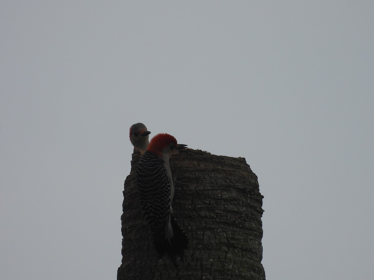 Red-bellied Woodpecker - ML327195831