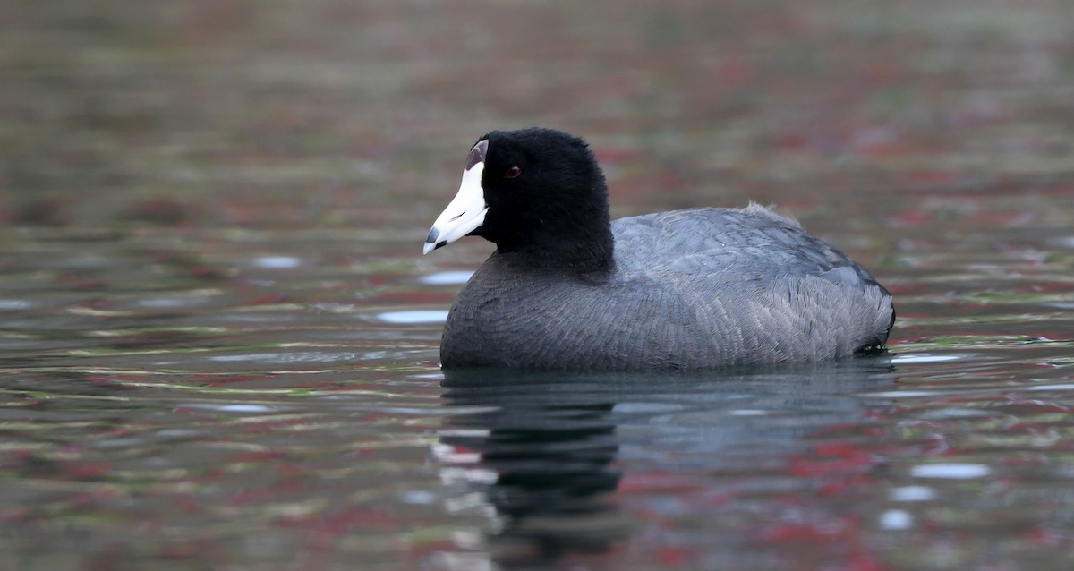 American Coot (Red-shielded) - ML327202761