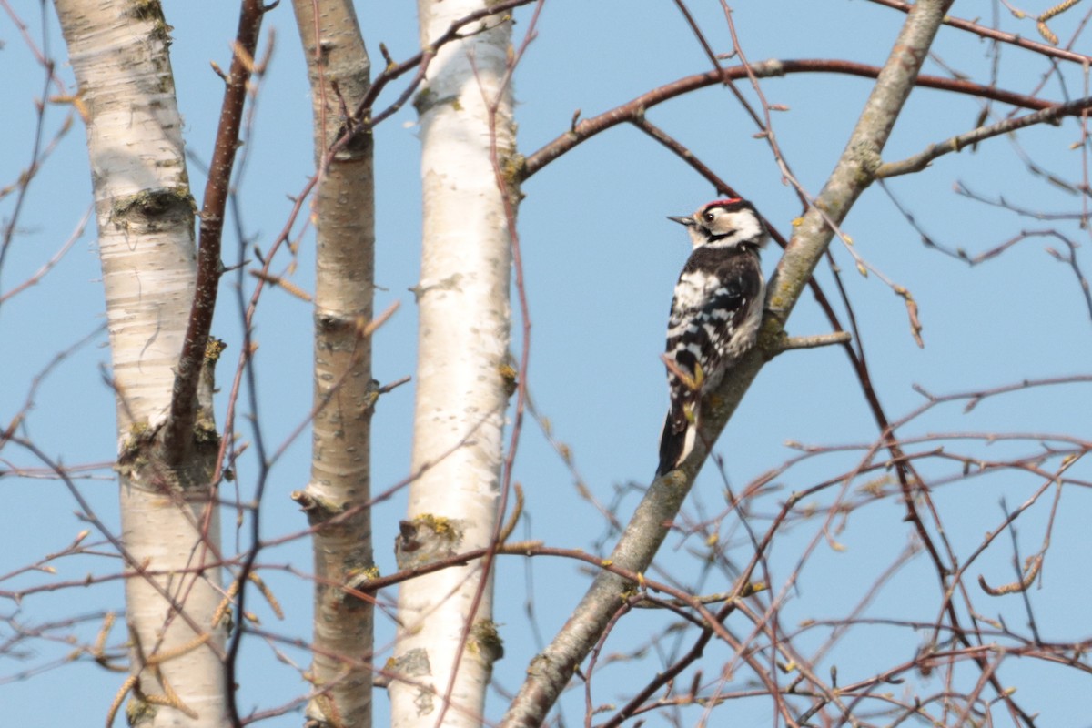 Lesser Spotted Woodpecker - Letty Roedolf Groenenboom
