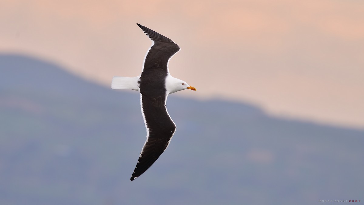 Lesser Black-backed Gull - Cenk Polat