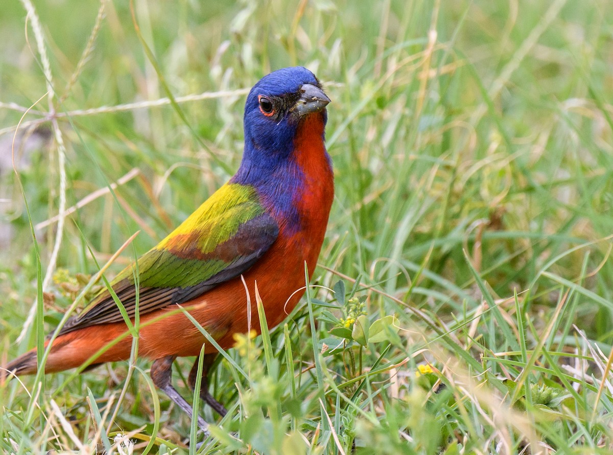 Painted Bunting - Scott Holt