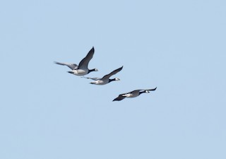 Barnacle Goose, ML327214611