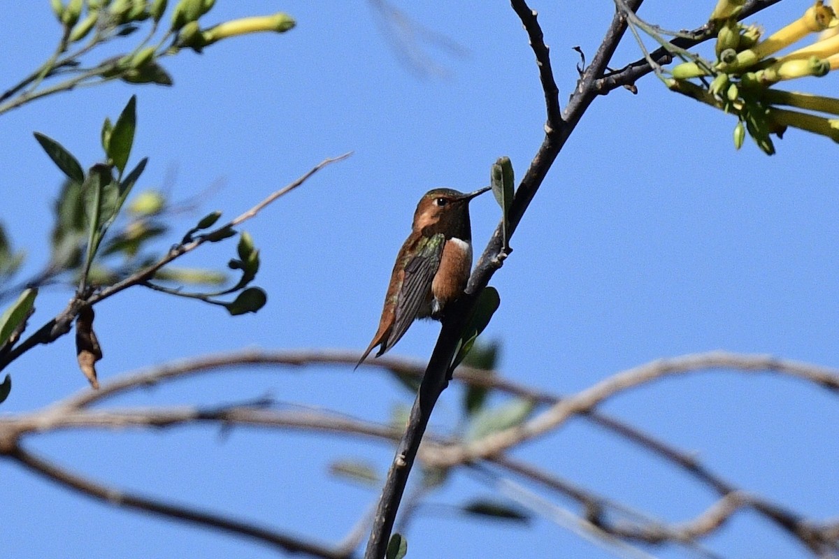 Rufous Hummingbird - Lily Yllescas