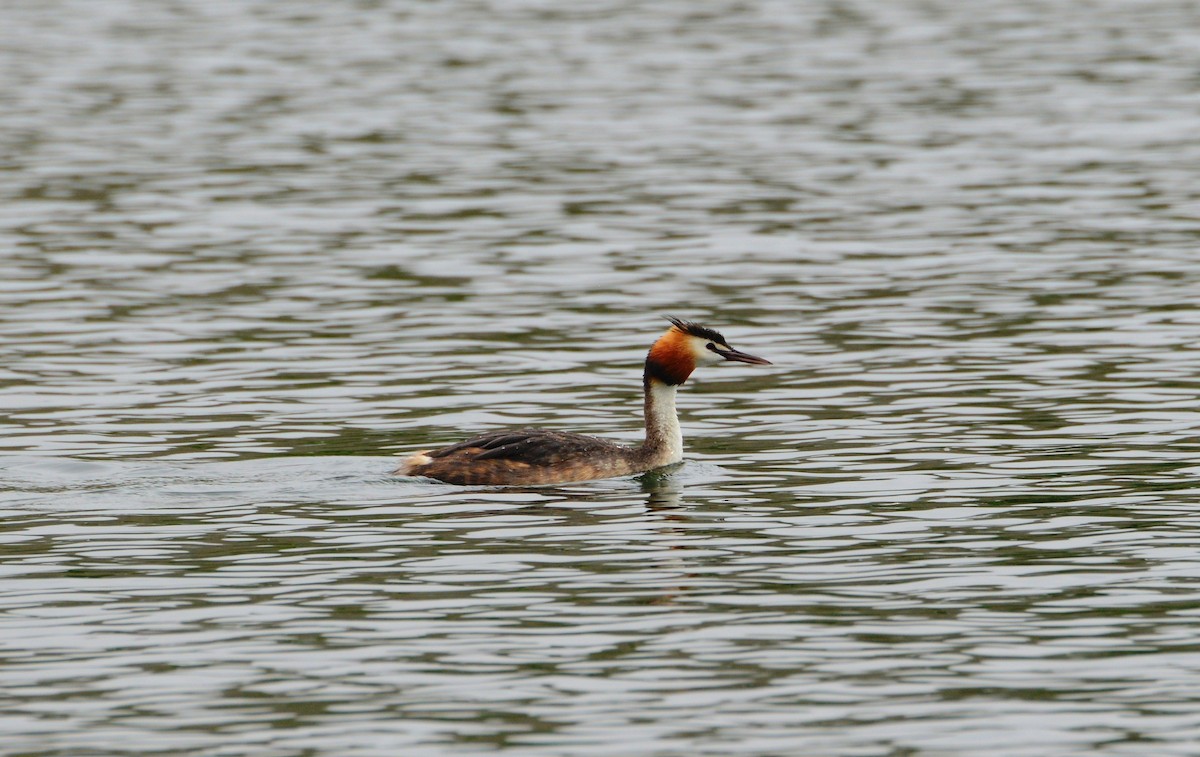 Great Crested Grebe - ML32721861