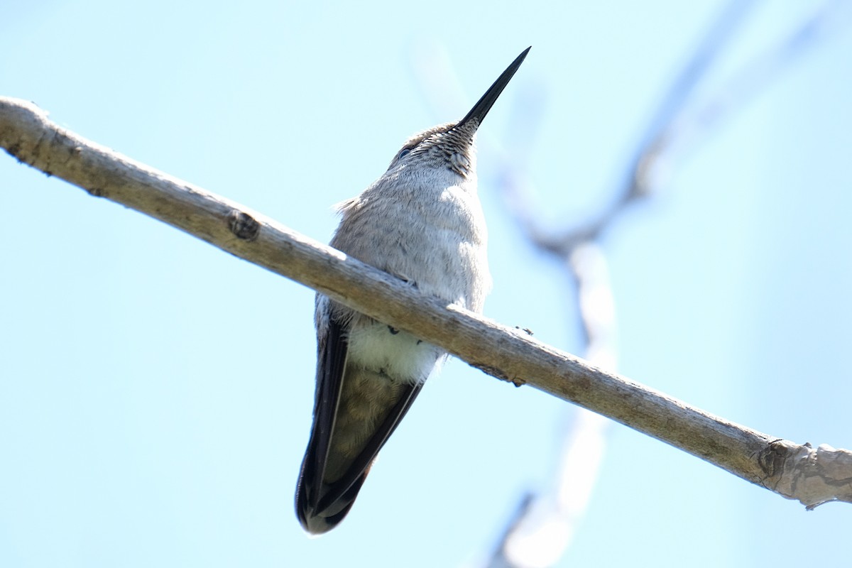 Costa's Hummingbird - ML327222621