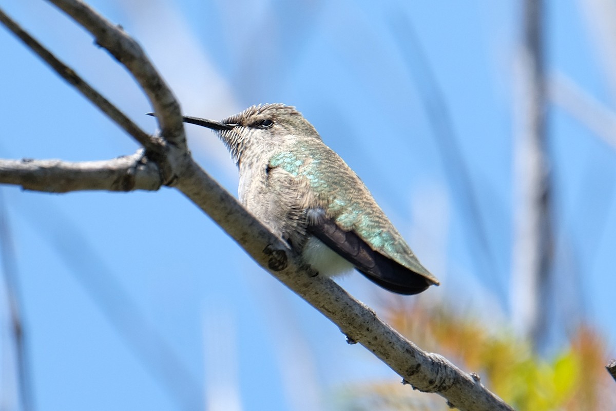 Costa's Hummingbird - ML327222641