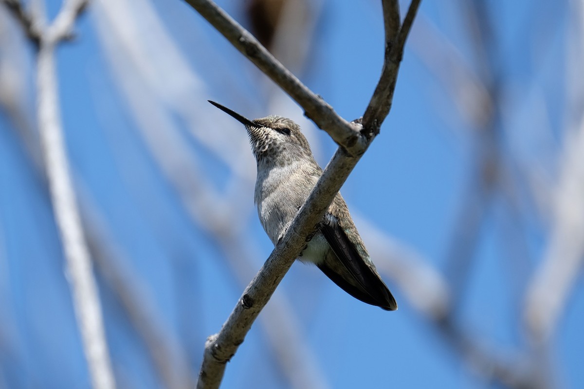 Costa's Hummingbird - ML327222661