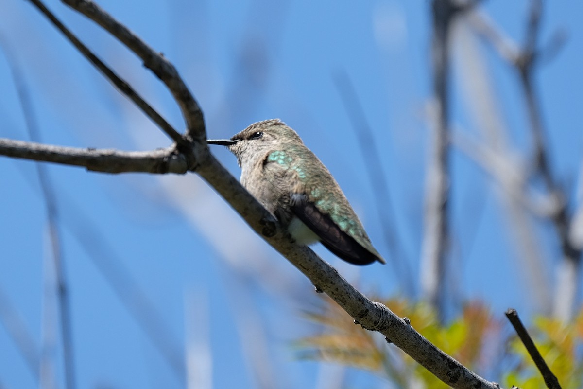 Costa's Hummingbird - ML327222721