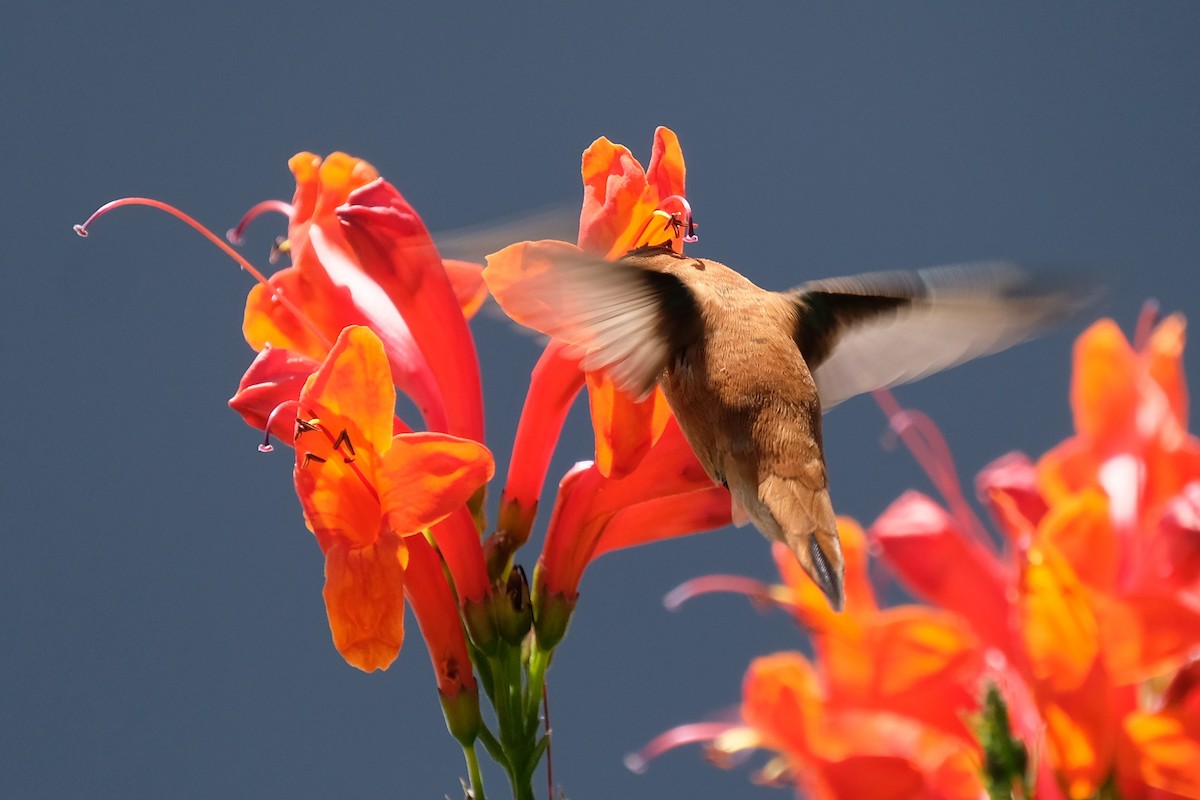 Rufous Hummingbird - ML327223021
